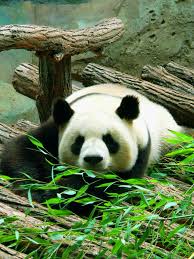 À l'injonction, huan huan, la femelle panda du zoo de beauval, se couche docilement sur le. Zoo De Beauval Panda 27 Tiere