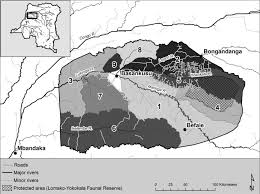 Image result for Oubanguia africana