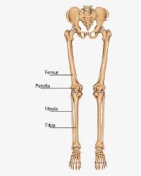 The sacrum bone is almost always noticeable, no matter what the body. Leg Bone Wikipedia Lower Leg Bones Diagram Legs Bones Human Skeleton Free Transparent Clipart Clipartkey