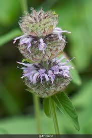 Image result for Polystachya pamelae