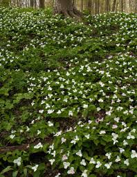 Click here to download our latest coupon for huge savings! White Trillium Carpet The Forest Floor On A Hillside In Medina County Ohio Ohio