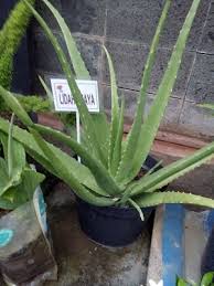 Pasalnya, lidah buaya atau aloe vera ini permintaannya cukup tinggi di masyarakat. Cara Menanam Lidah Buaya Langkah Yang 99 Bisa Hidup