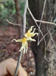 Image result for Hexalobus