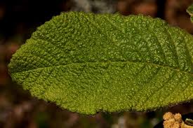 Image result for Tarchonanthus trilobus