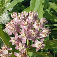 Prairie Milkweed Seeds With Images Milkweed Seeds Milkweed Asclepias