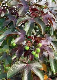 Image result for Jatropha
