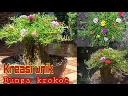 Maybe you would like to learn more about one of these? Tutorial Bonsai Bunga Krokot Kanan Bawah