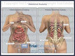 The major muscles of the abdomen include the rectus abdominis in front, the external obliques at the sides, and the latissimus dorsi muscles in the back. Female Human Anatomy Abdomen Koibana Info Human Body Organs Human Body Anatomy Body Anatomy