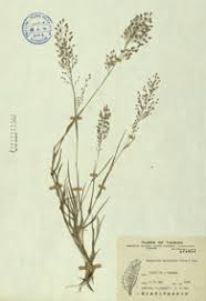 Image result for Eragrostis unioloides