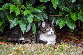 7 Easy Ways How To Keep Cats Out Of The Garden