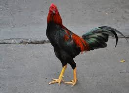 Ayam bangkok ialah sejenis ayam aduan yang populer di asia tenggara dan khususnya di. 10 Jenis Ayam Bangkok Yang Bagus Untuk Dipelihara No 7 Recomended
