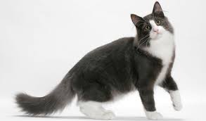 If you are looking to get a norwegian forrest cat, don't forget these 68 questions to ask before getting a cat. Norwegian Forest Cat Breed Information