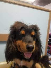 Hours may change under current circumstances Dog Grooming The Pet Stop Home Facebook