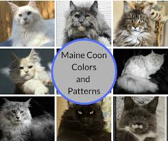 Maine Coon Colors And Patterns Full Color Photographs