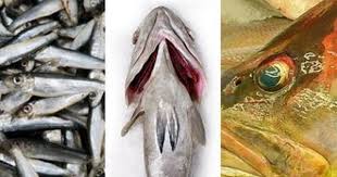Confused Over Fish Names The Treasure House Of Recipes Flavours Fish Over Fish How To Cook Fish