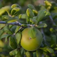 Image result for Diospyros batocana