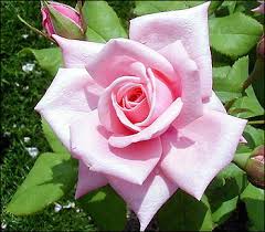 The 'forty niner' rose is a hybrid tea rose. Roses Selecting And Planting Mu Extension