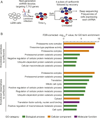 Looking for online definition of proteasome inhibitor in the medical dictionary? Paradoxical Resistance Of Multiple Myeloma To Proteasome Inhibitors By Decreased Levels Of 19s Proteasomal Subunits Elife