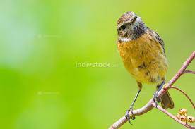 Listen to tarabilla | soundcloud is an audio platform that lets you listen to what you love and share the sounds you create. Portrait Of Saxicola Rubicola Or Tarabilla Europea Looking At Ca Food Drink Indivstock