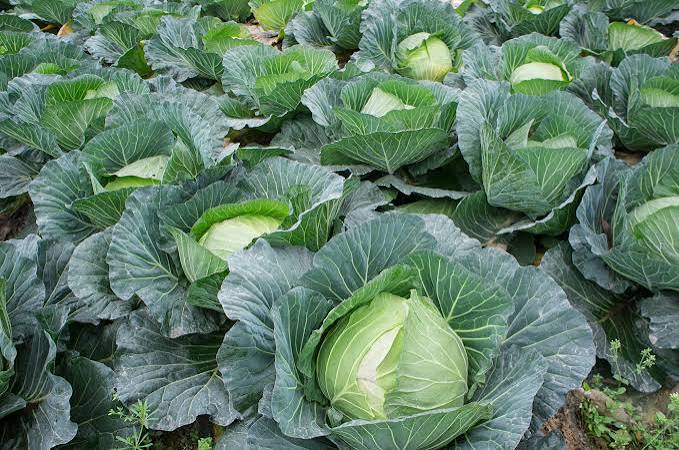 Fresh Cabbages