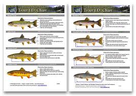 Use These Charts To Confidently Id Trout Salmon Species