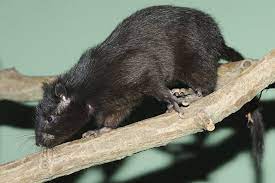 These giant cloud rats live in the treetops of misty mountain forests, and they fill an ecological role occupied by squirrels in the us. Southern Giant Slender Tailed Cloud Rat Wikipedia