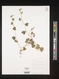 Image result for Oreosyce africana