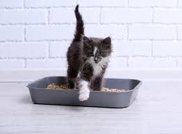 cat peeing outside litter box? common
