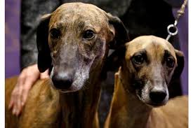 The annual competition features hundreds of dogs from. What New Breeds Are Appearing At The 2017 Westminster Dog Show Csmonitor Com