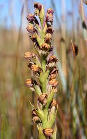 Image result for Brachycorythis inhambanensis