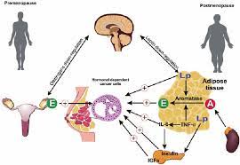 Starting menstrual periods at a younger age or going through menopause at a later age raises the body's exposure to these hormones, which can increase a person's risk of breast cancer. Different Mechanisms Of Oestrogen Dependence For Hormone Related Breast Download Scientific Diagram