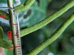 Image result for Lomariopsis