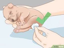 With proper care, your runt puppy can thrive and grow to a healthy size in adulthood. 3 Ways To Take Care Of A Runt Puppy Wikihow Pet