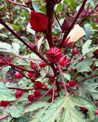 Image result for Hibiscus