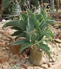 Image result for Cyphostemma glandulosissimum