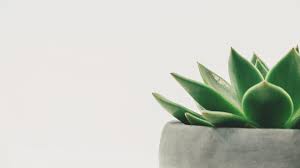 See more ideas about leaf identification, tree leaves, tree leaf identification. Minimalist Succulent Wallpaper Iphone Android Desktop Backgrounds