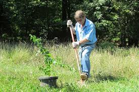 Order your barberry plants and other evergreen shrubs from our. Five Best Shrubs To Improve Your Deer Property Bass Pro Shops