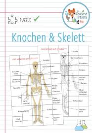 Knochen Und Skelett Puzzle Unterrichtsmaterial Im Fach Biologie In 2020 Skelett Puzzle Menschliches Skelett