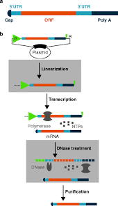 With what is known so far, there are some people for whom the mrna vaccine may be preferred. Messenger Rna Vaccines Springerlink