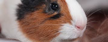 Apr 11, 2021 · a healthy appetite is a sign of happiness in a guinea pig. Understanding Your Pet Guinea Pig A Guide To Behavioral Patterns Hartz