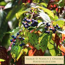 Image result for Humularia meyeri-johannis