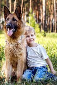 Young Boy Relaxing And Walking With German Shepherd In Park Germanshepherd Dogs And Kids Baby Dogs German Shepherd