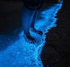 Bioluminescencia Onde Encontrar Praias Paradisiacas Que Brilham No Escuro