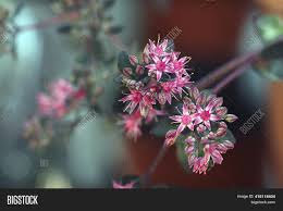 Crassula pellucida 'calico kitten' aka crassula marginalis rubra variegata is such a gorgeous plant with lots of wonderful unique features. Pink Star Shaped Image Photo Free Trial Bigstock