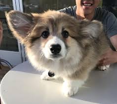 Met Cinnabar The Fluffy Corgi Puppy Over The Weekend And My Heart Still Hasnt Recovered Corgipups Fluffy Corgi Puppies Fluffy Corgi Corgi Puppy