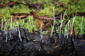 Image result for Hypselodelphys