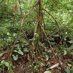 Image result for Uapaca guineensis