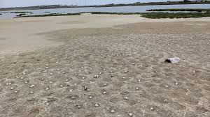 California to florida by bus the bus journey time between california and florida is around 3 days 5h and covers a distance of around 2658 miles. 3 000 Eggs Were Thrown Away After A Drone Scared A Bird In A California Reserve Florida News Times