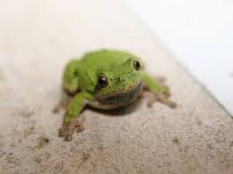 Image result for northern grey tree frog