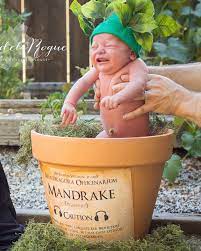 This Harry Potter Themed Newborn Photo Shoot Is Gryffindorable Abc News